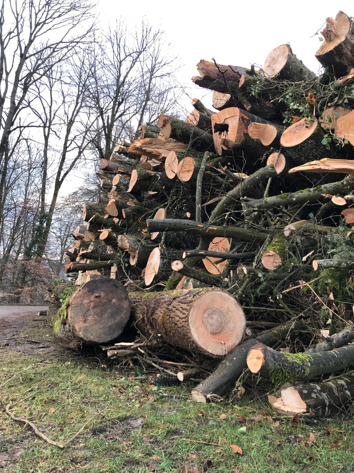 Holzstapel von Brennholz Lüthi